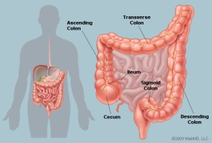 A colon. Don't ask me any follow up questions... I problem can't answer them.